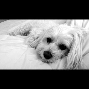 Meet your Posher, Alex